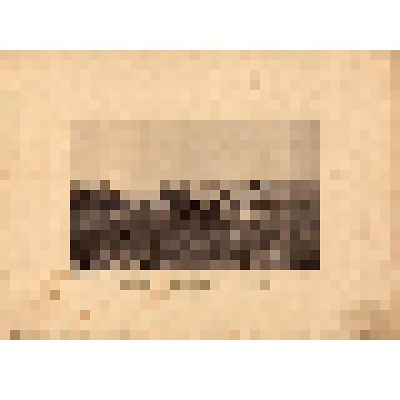 Гравюра. Место события 17 октября 1888 г