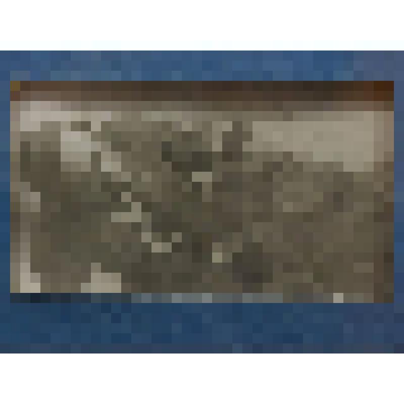 Фото. А.А. Дуров с волком