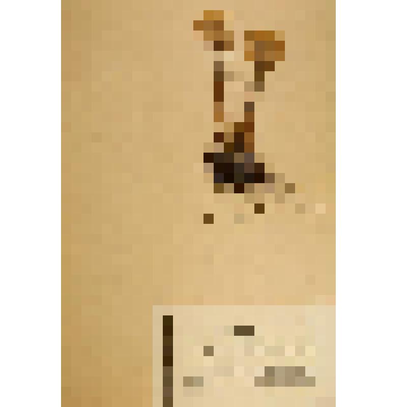 Гербарий. Горицвет амурский. Adonis amurensis