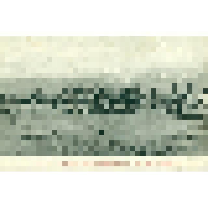 Открытка черно-белая. Алтай. Караван вьючных верблюдов в урочище Кош-Агач