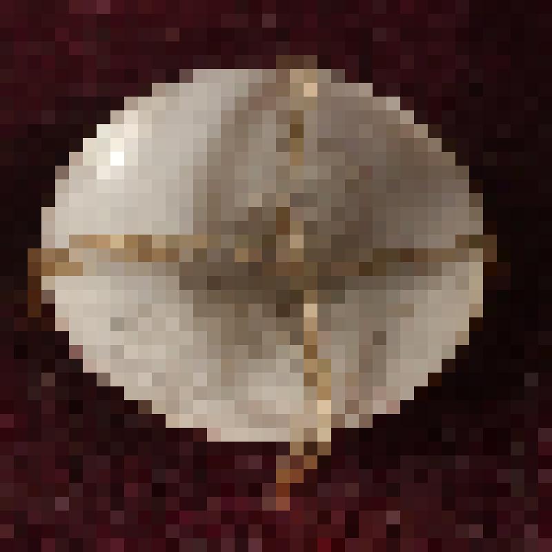 Коробка с костяными бирюльками: тарелка суповая