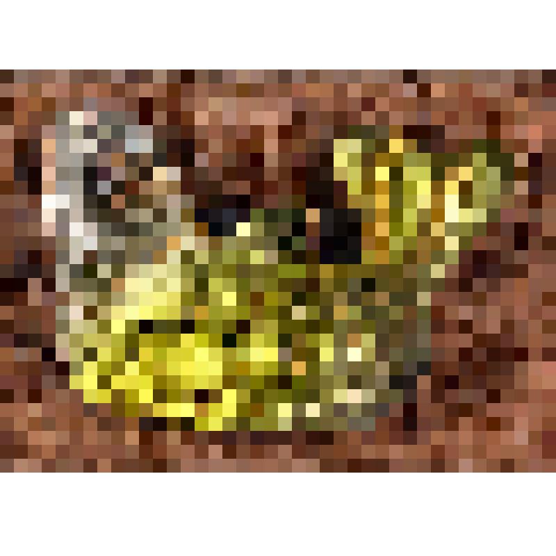 Игрушка елочная картонажная. Рыбка, из коллекции игрушек для новогодней елки семьи Федулова Александра Борисовича, художника Саратовского областного музея краеведения