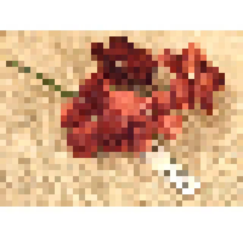 Украшение для дамских шляп, из коллекции документальных и вещевых материалов семьи Орловой Калерии Николаевны, бывшей заведующей лабораторией областного туберкулезного диспансера, пенсионерки