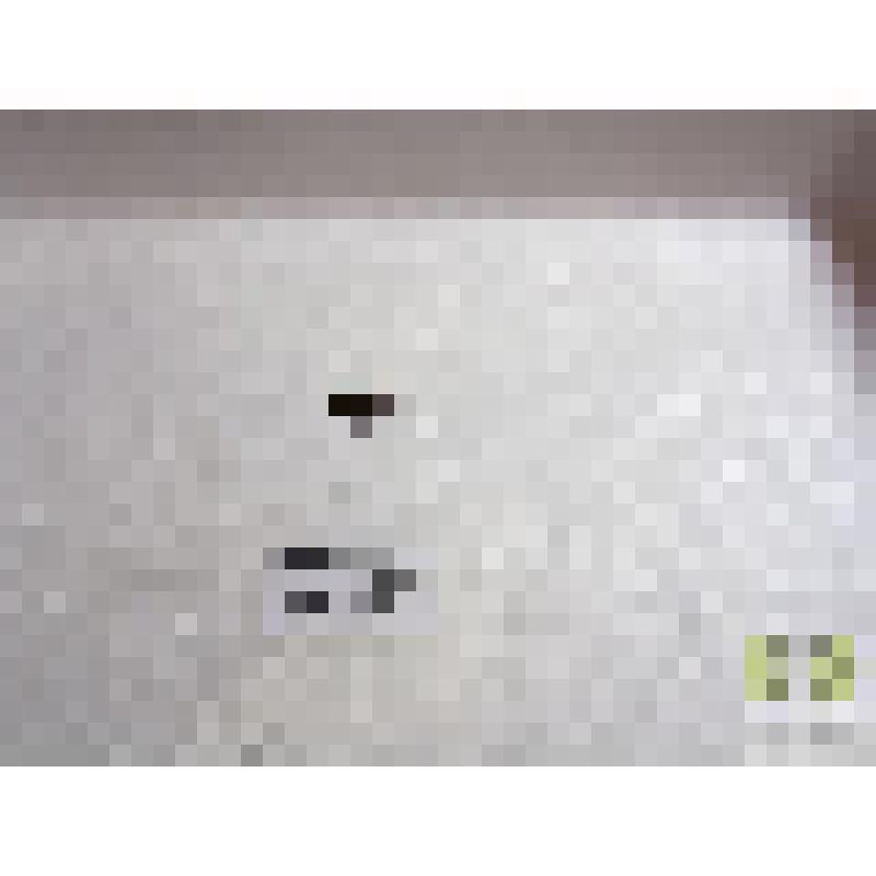 Дромиус окончатый (Dromius fenestratus F.)