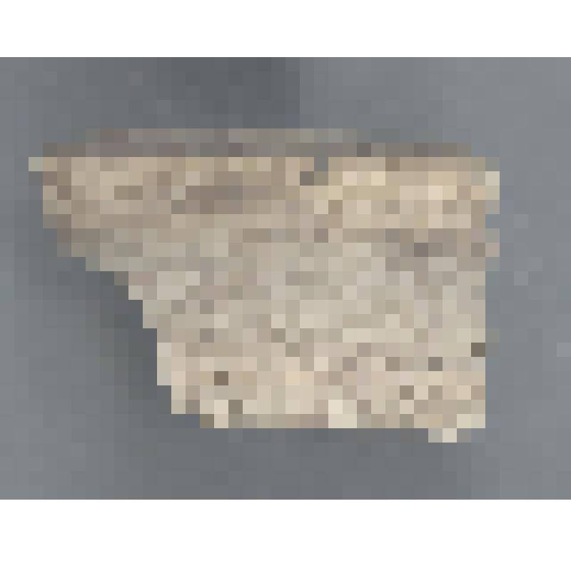 Сосуда белоглиняного венчика фрагмент