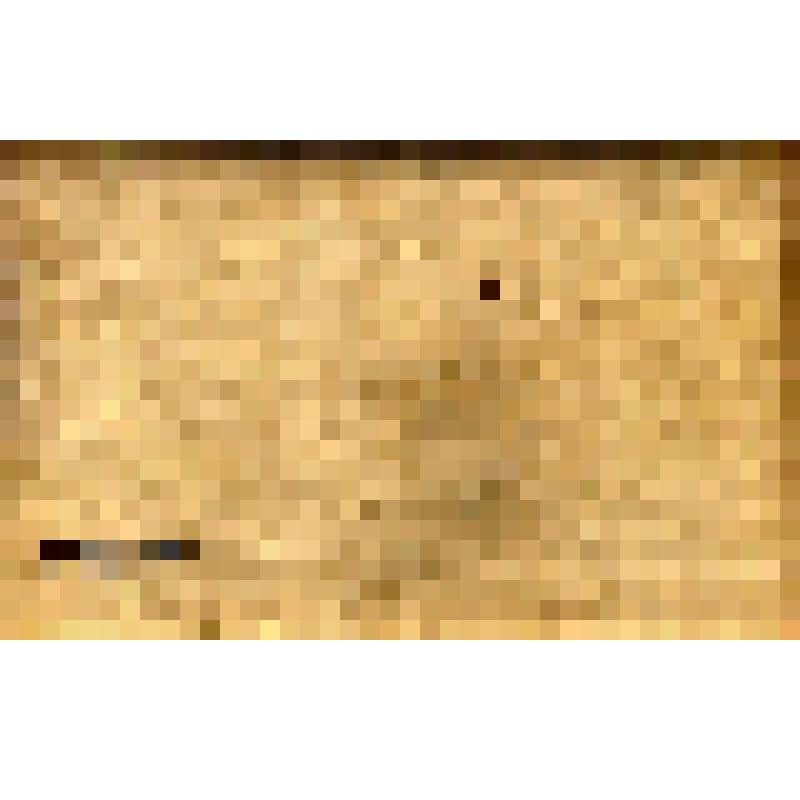 Фотодокумент. Фотография. Парк "Свирская Победа". 50-е годы ХХ века