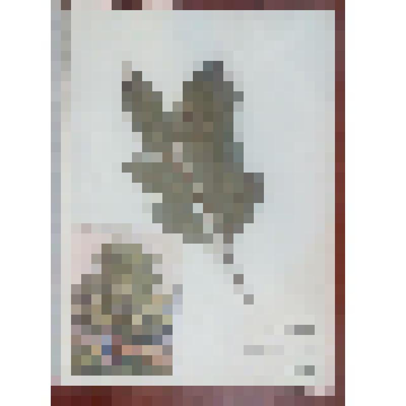 Гербарий. Лавровишня. Prúnus laurocérasus