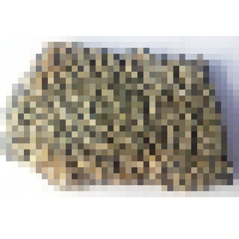 Фрагмент окаменелого морского дна