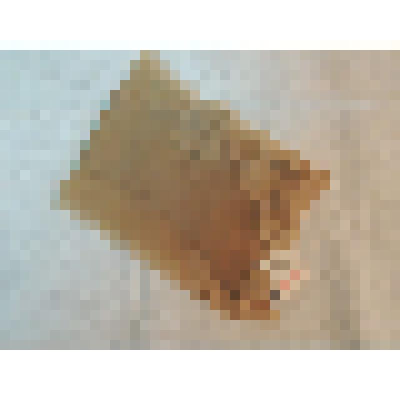 Чулки капроновые женские