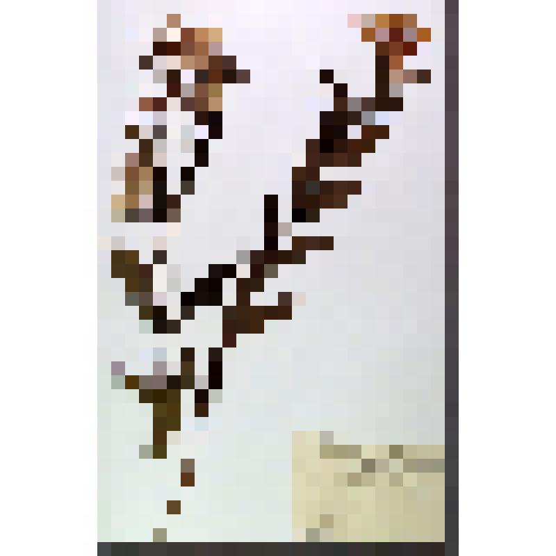 Лист гербарный. Зверобой большой (Hypericum ascyron)