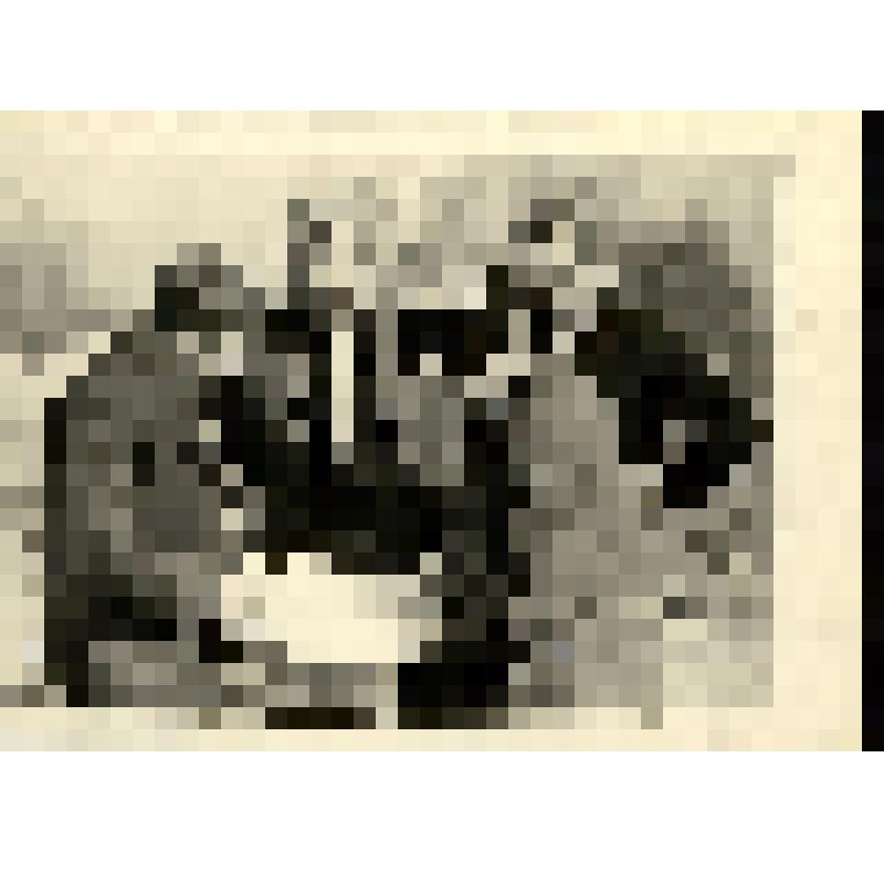 Фотография. Березин  Валентин Платонович, начальник объединения «Северовостокзолото», обсуждает карту района горных работ с работниками объединения