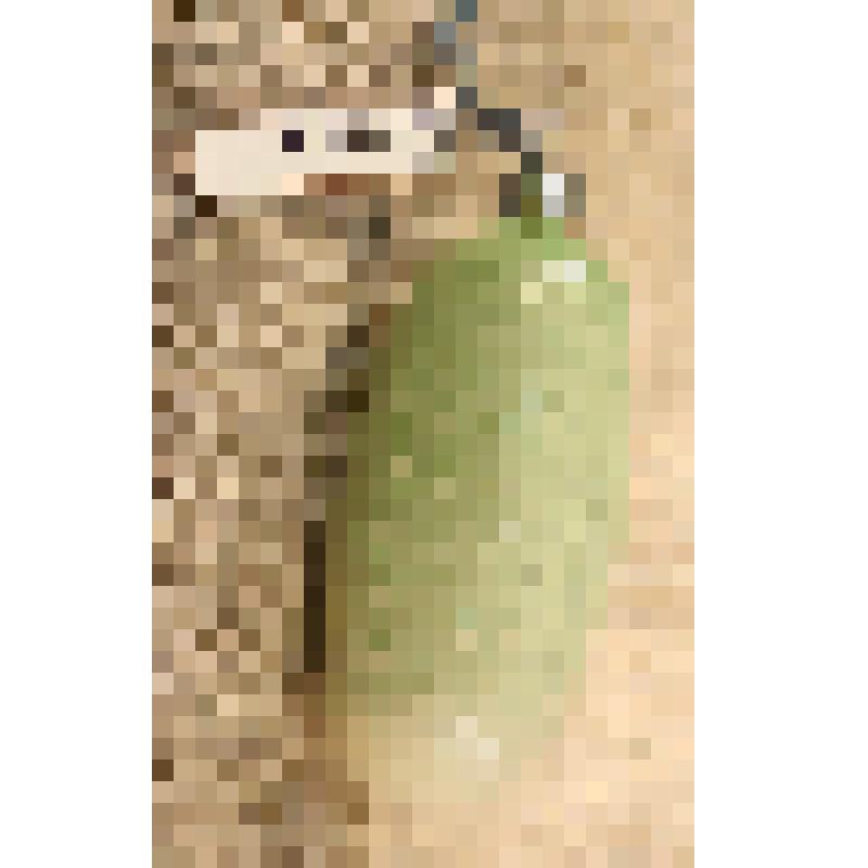 Игрушка елочная «Огурец», из коллекции елочных игрушек и украшений