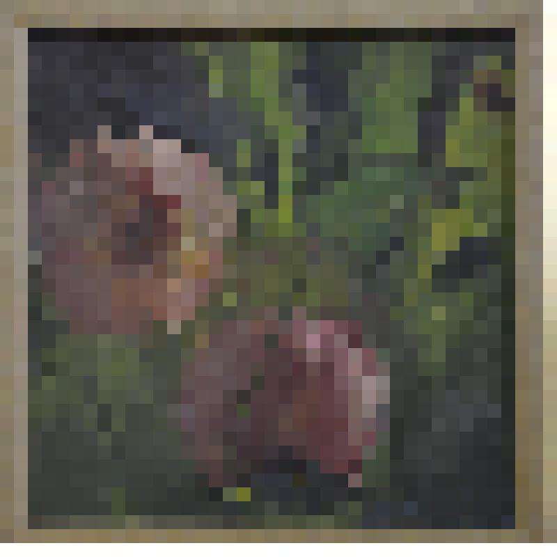 «Розовые георгины». Картина