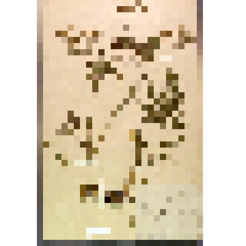 Лист гербарный. Вех ядовитый (Cicuta virosa)