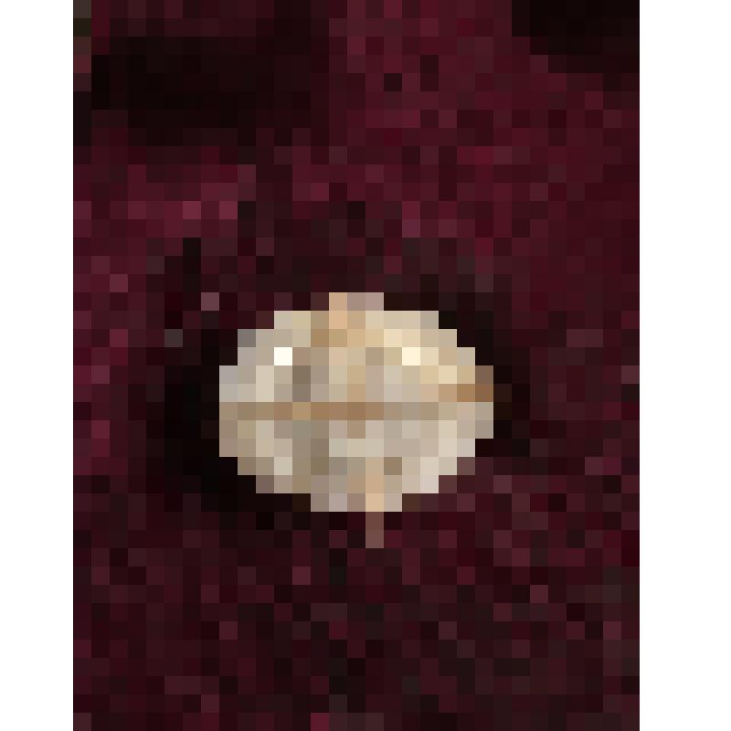 Коробка с костяными бирюльками: тарелка