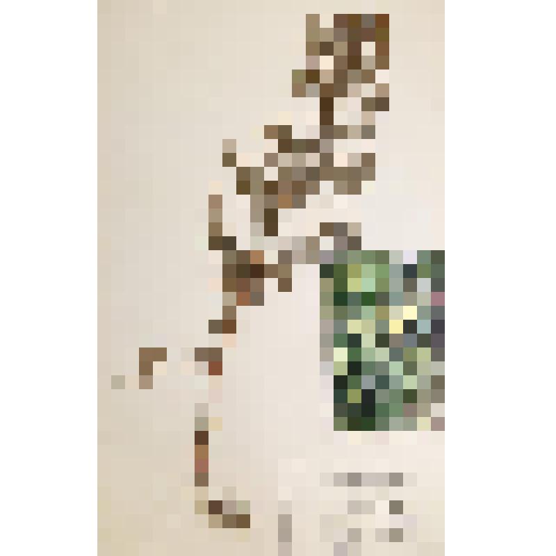 Гербарий. Пижма северная. Tanacetum boreale