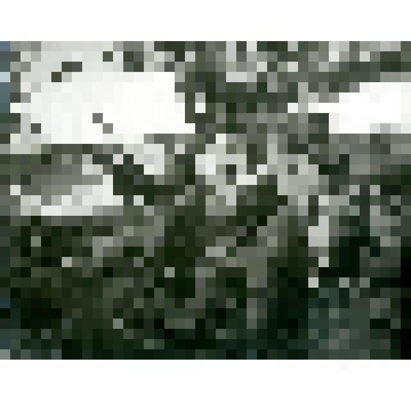 Фотография ч/б. Тунгусы с ружьями