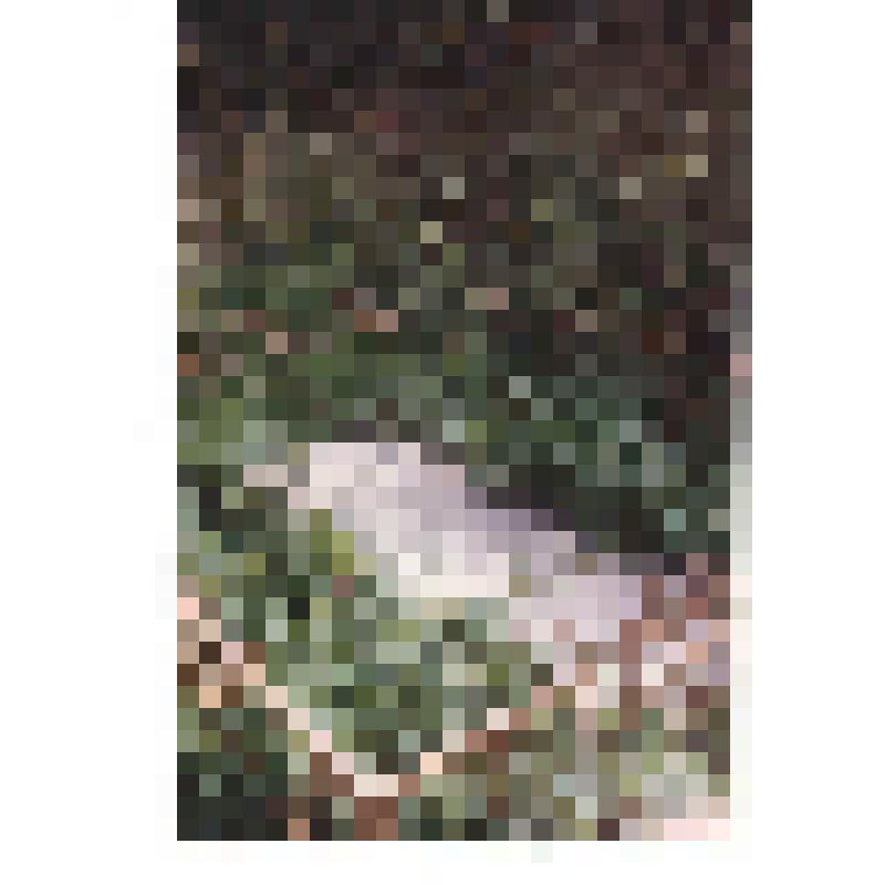 Фото: Могильные плиты Чичериных на месте родового некрополя  в с. Караул  Тамбовской обл-ти Инжавинского р-на