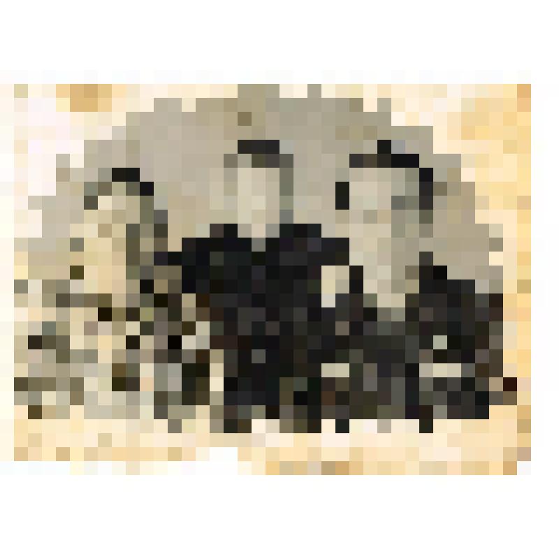 Фотография черно-белая. «1952 год п. Октябрьское чета Самойловых»