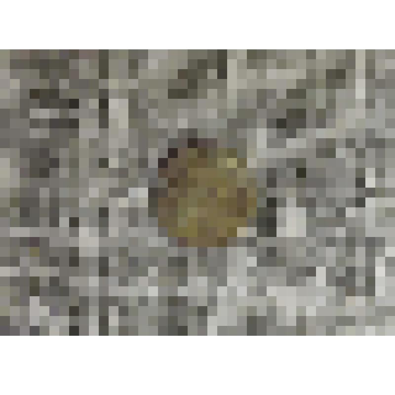 Монета. Две копейки