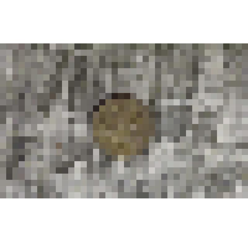 Монета. Две копейки