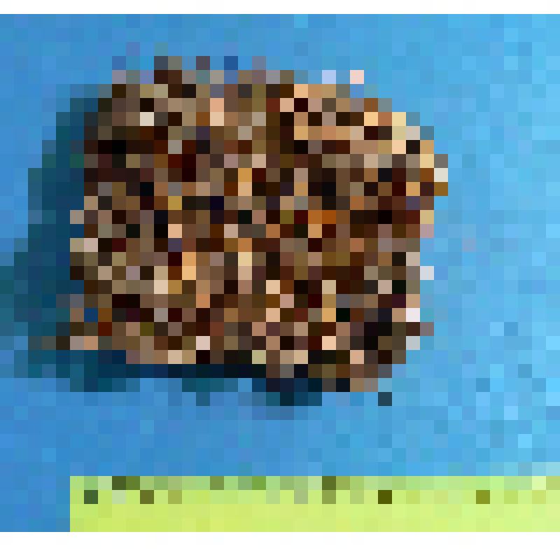 Яйцо чёрного грифа. Aegypius monachus (L.)