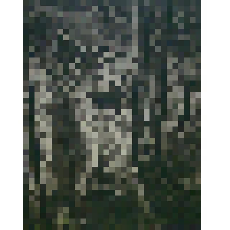 Овраг в лесу