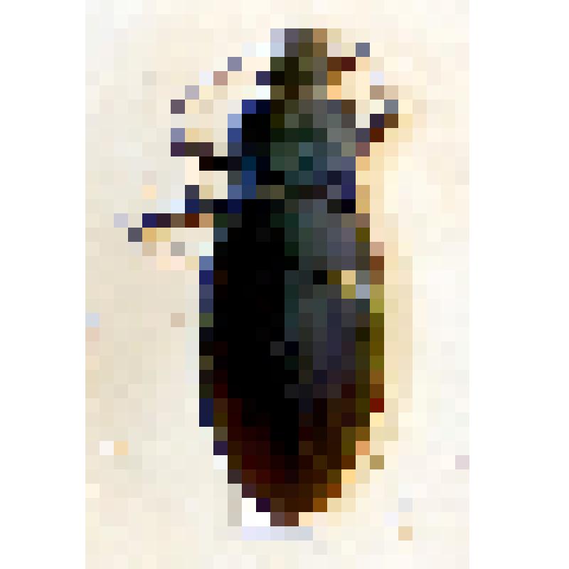 Коробка N19. Отряд жуки - Coleoptera. Семейство жужелицы - Carabidae. Род - жужелица фиолетовая - Cаrаbus. Вид Cаrаbus viоlасеus ssр. aurоlimbаtus