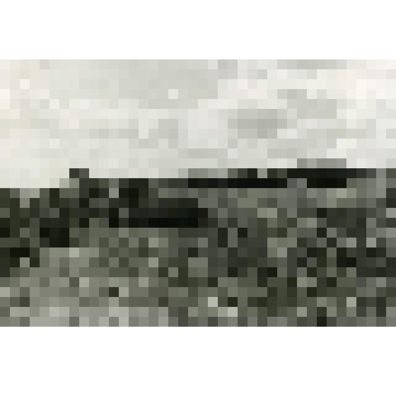 Фотография. Уборка урожая кукурузы в колхозе имени Н.С. Хрущева