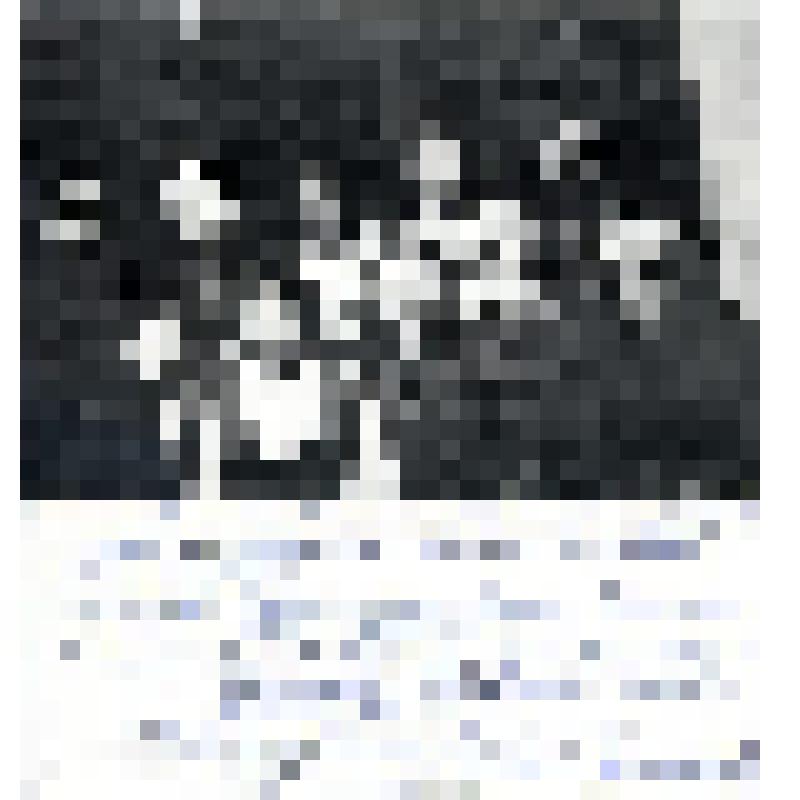 Документ. Фотография (копия)