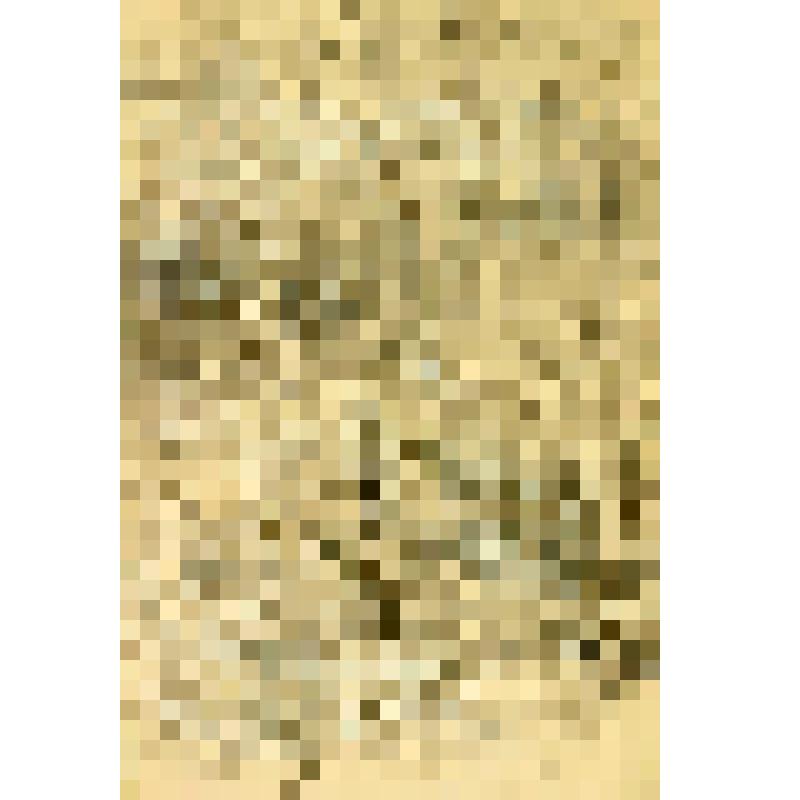 Болотная трава. Рисунок