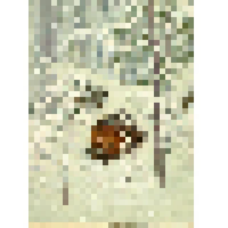 Медведь. Рисунок