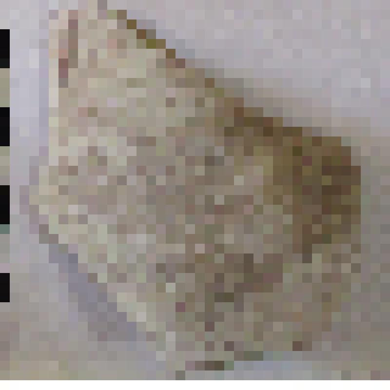 Фрагмент нижней части горла с частью плеча амфоры типа D с дипинто