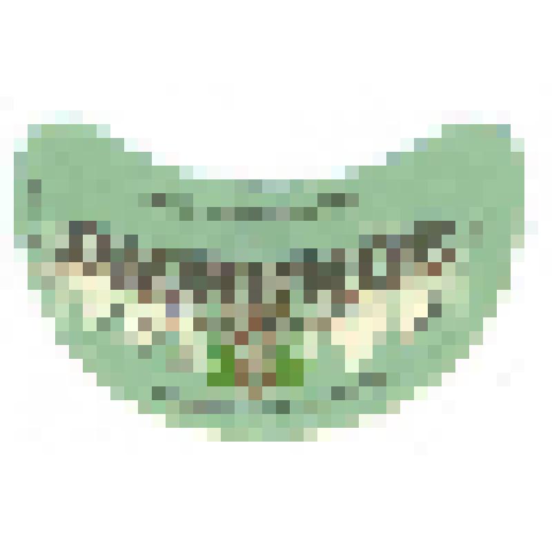 Кольеретка «Рижское пиво» к напитку производства Пржевальского пивзавода Киргизской ССР, из коллекции кольереток - этикеток горловых к бутылкам для пива