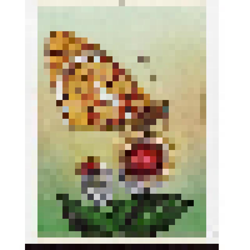 Рот у бабочки превратился в длинный хоботок, свёрнутый в пружинку