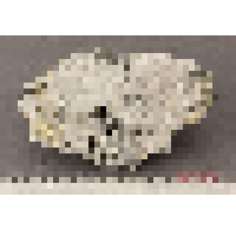 Руда на золото. из коллекции минералогических образцов, подаренной  Сибирским Научно-исследовательским институтом геологии, геофизики и минеральн. сырья. Принятая в музей по акту № 3895 от Сафроноввой З.В. от Суркова Виктора Семёновича, директора СНИИГГиМ