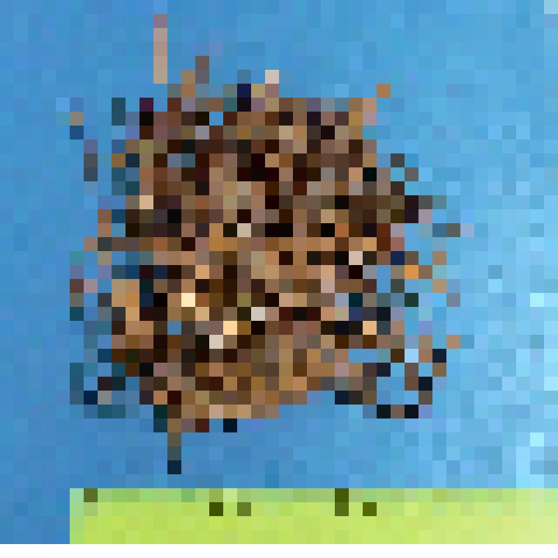 Кладка малой выпи из 6 яиц с частью материала гнезда. Ixobrychus minutus (L.)