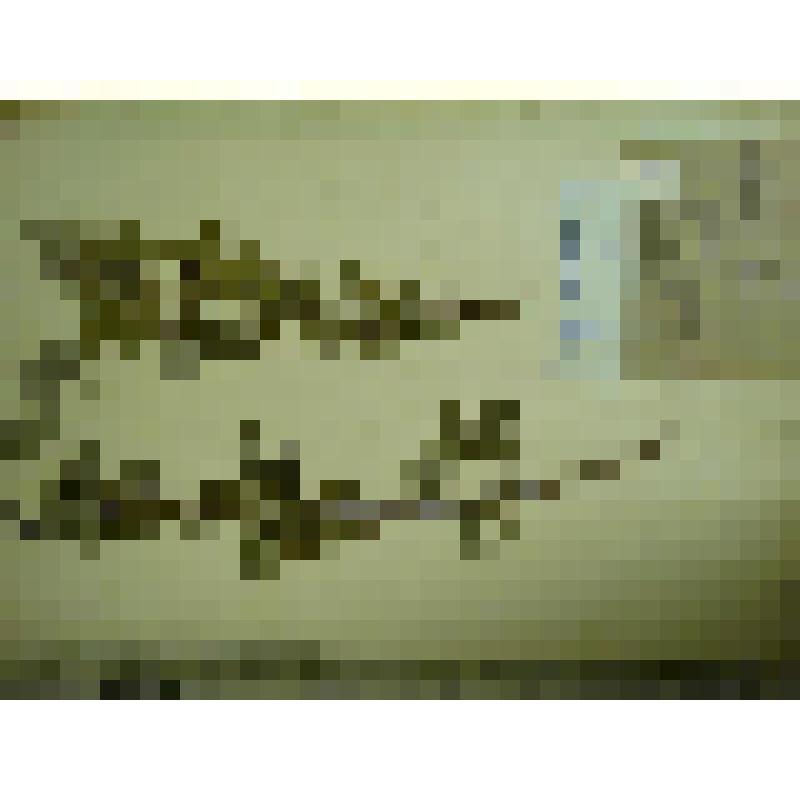 Гербарий. Малина сахалинская, гербария М.И.Губельмана