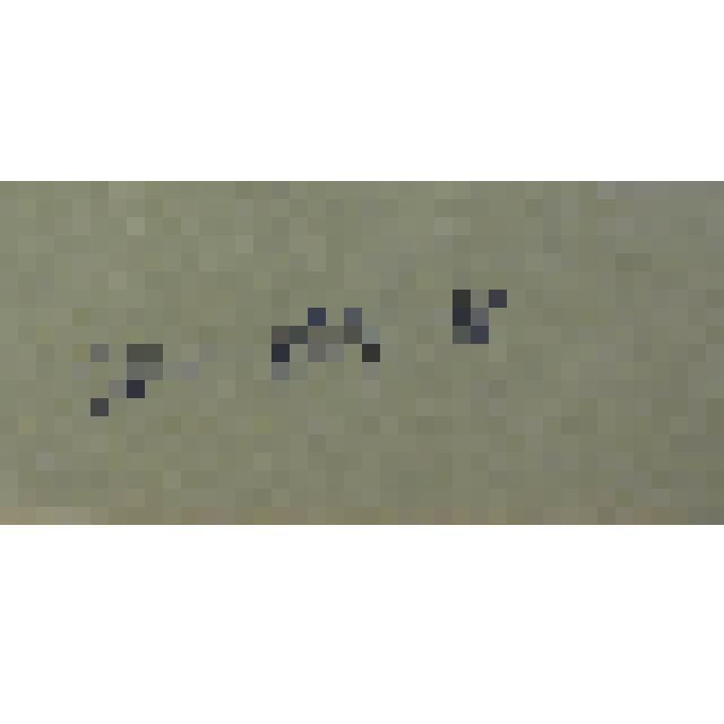 Клевер белый (ползучий) Trifolium repens