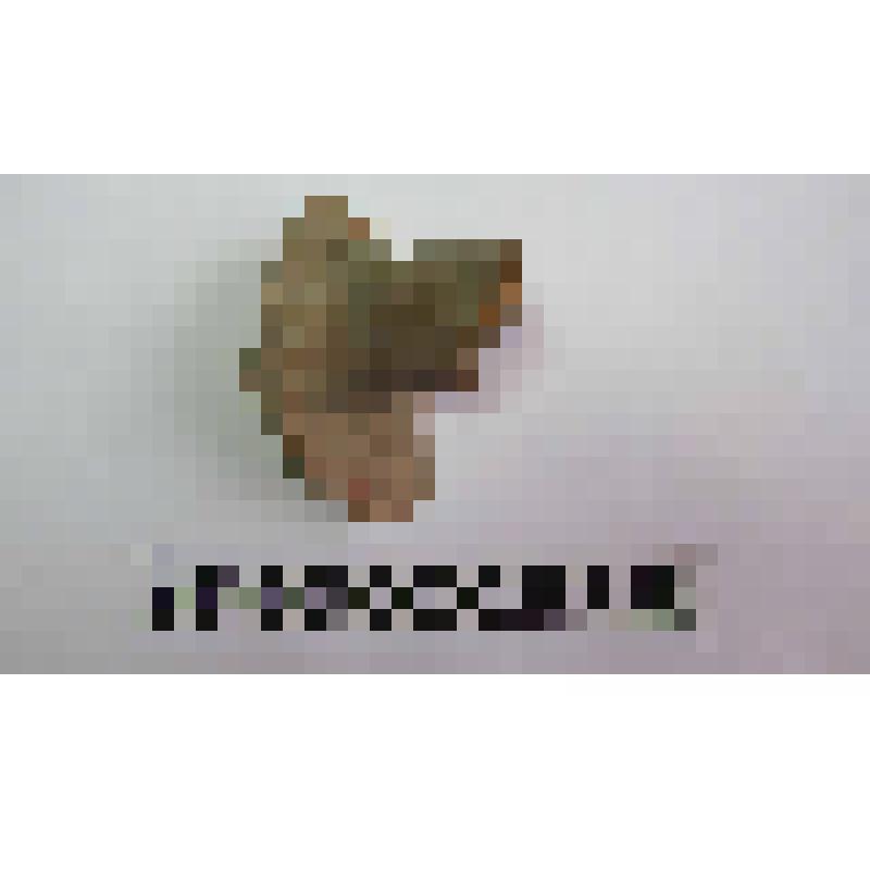 Ручка амфоры типа Зеест 80