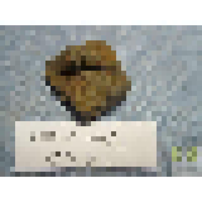 Циртоспирифер (Cyrtospirifer)