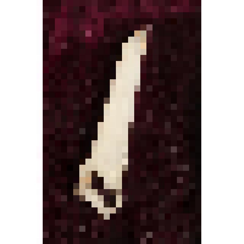 Коробка с костяными бирюльками: пила