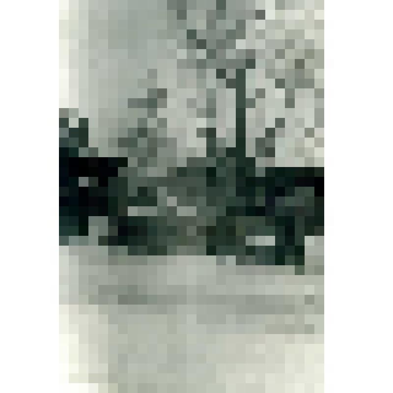 Фотография черно-белая. Одинокая сосна. Из фотоальбома Л.И. Борисенко № 70 "Зима"