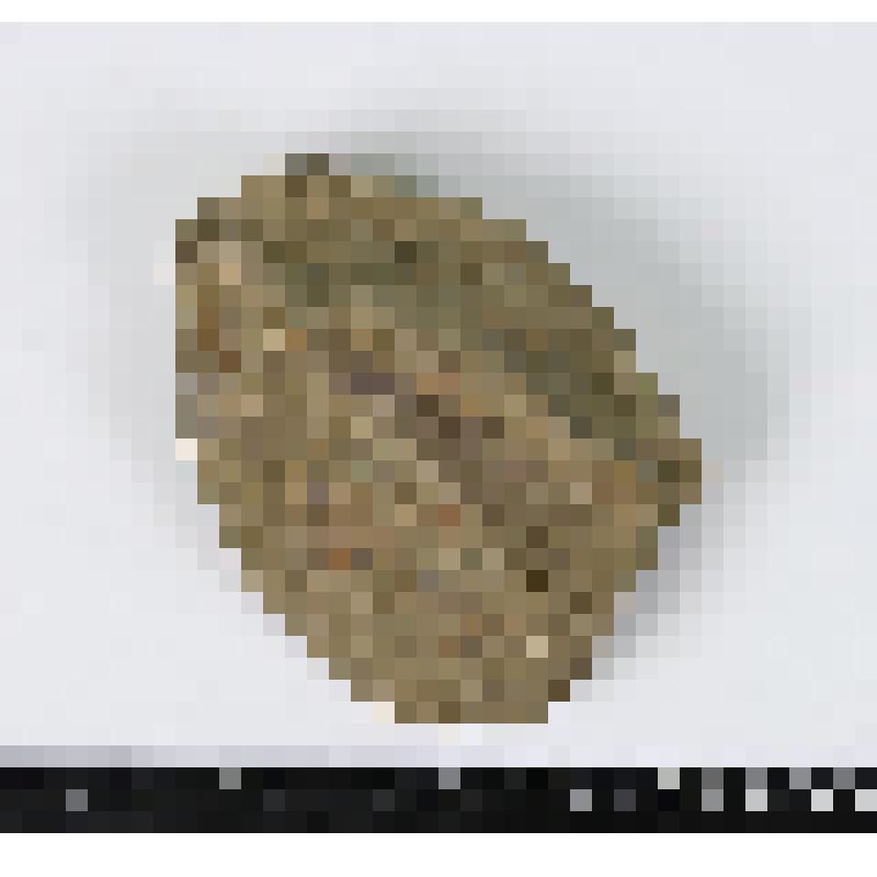 Палеонтологический образец. Фруктификация хвойного. Walchia sp