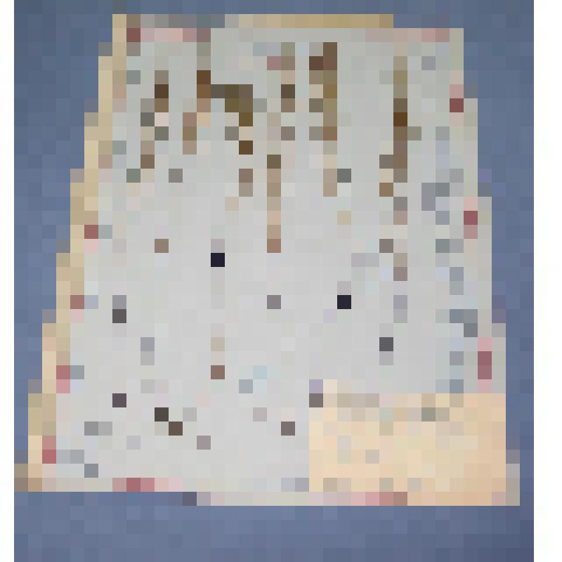 Ботаническая коллекция. Хвощ полевой, семейство хвощовые, на гербарном листе, Хакасия, за Абаканом на поляне. Cем. Eguisitaceae  P. Eguistum  В. Arbense Z