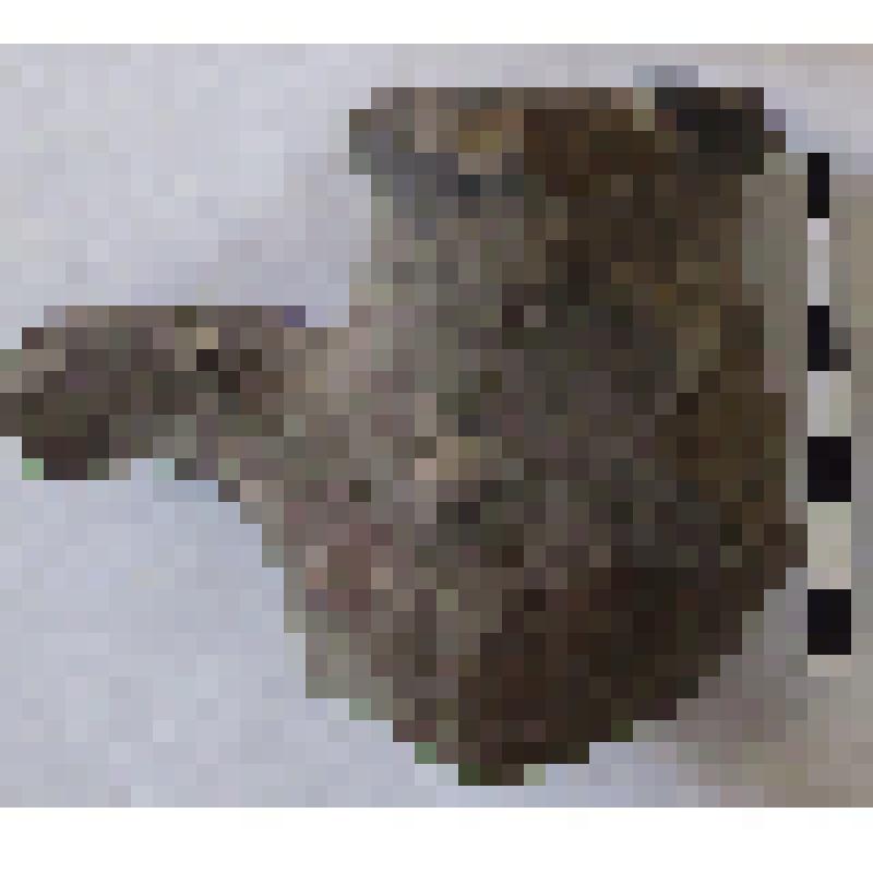 Верхняя часть горла амфоры типа D с дипинто