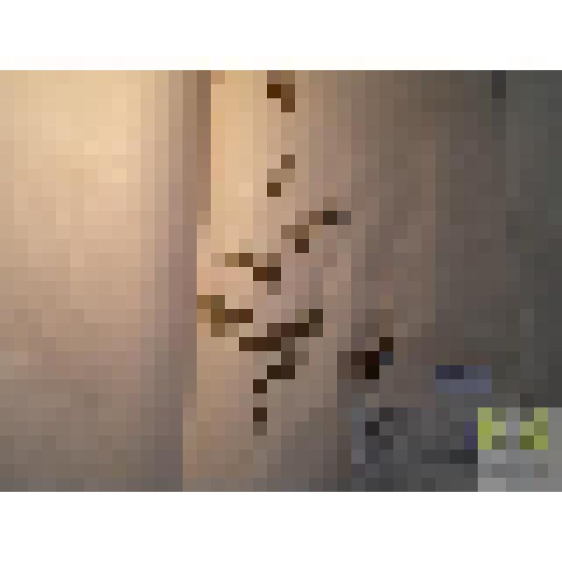 Синюха голубая (Polemonim coeruleum L.)