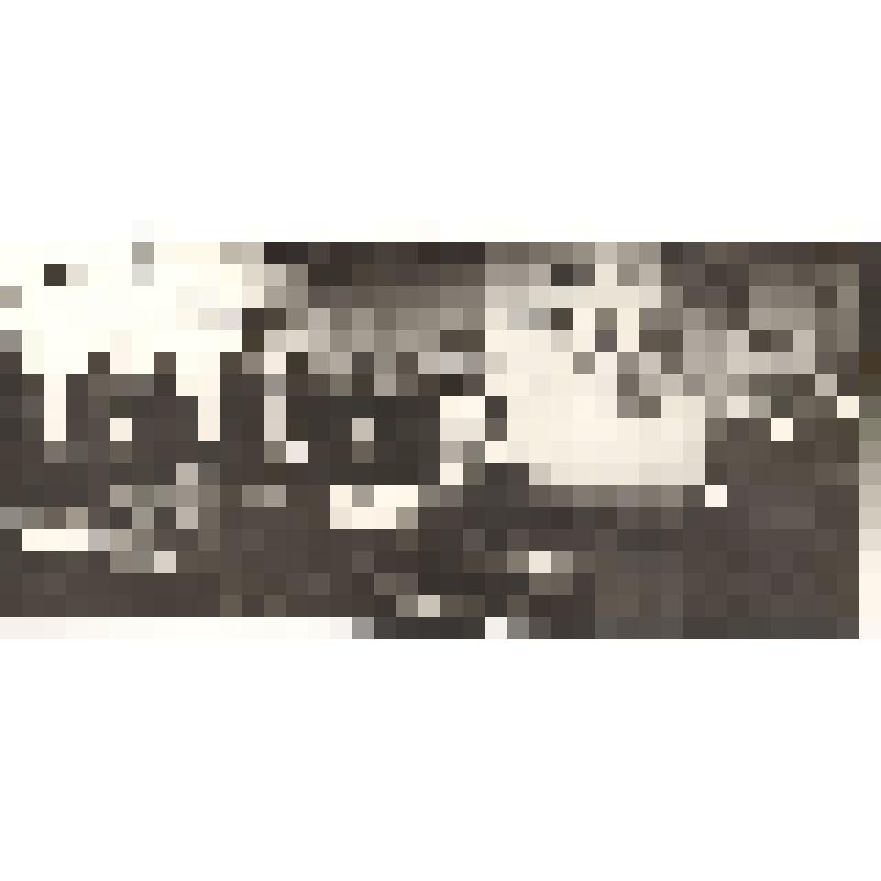 Фото. Учащиеся совхоз-техникума подписывают комсомольский рапорт к 60-летию Октября