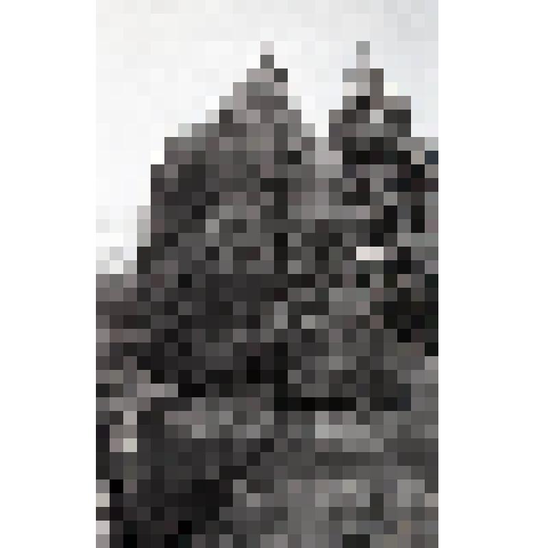 негатив. Группа хвойных