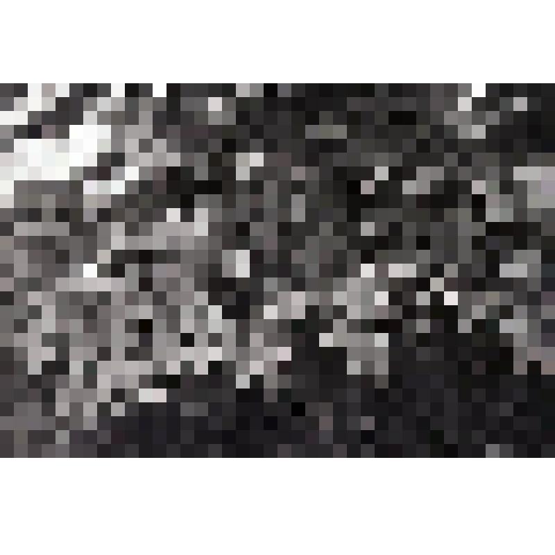 негатив. Ель колючая, серебристая. Фрагмент